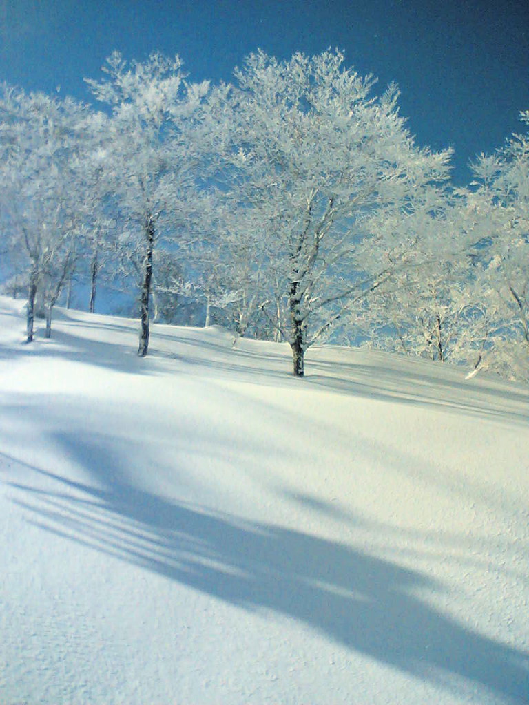 Trees on the Slope in Nagano